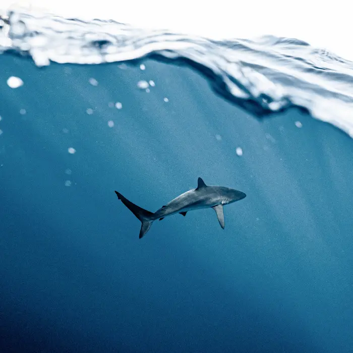 Reef shark