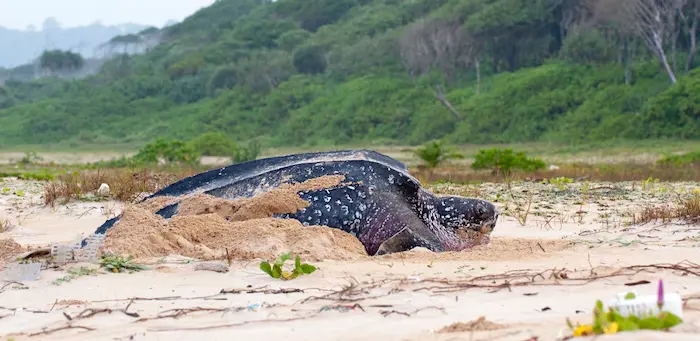 Sea turtle
